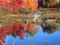 Free Autumn Lake Reflection Royalty Free Stock Photography - 1366627