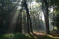 Free Mystic Dutch Forest Royalty Free Stock Photography - 13617637