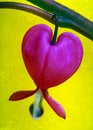 Free Bleeding Hearts Flower Stock Image - 13678731