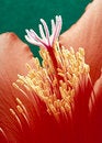 Free Orchid Cactus Stock Photos - 13678783