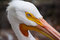 Free Pelican Eye Stock Image - 13694881