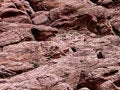 Free Red Rocks Up-close Stock Photography - 1370472