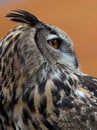 Free Eurasian Eagle Owl Stock Photo - 1371620