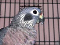 Free Henry The Pionus Parrot Stock Photography - 1371962