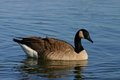 Free The Canada Goose Royalty Free Stock Images - 1376529