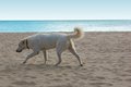 Free Wandering Dog Stock Photography - 1377462