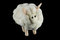 Free Fuzzy Sheep Alpha Stock Images - 1370424