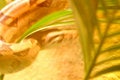 Free The Vague Colours Of A Moving Snake Royalty Free Stock Photography - 1380027