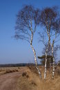 Free Birchtrees On A Dutch Moor Stock Images - 1380424