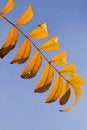 Free Rowan Branch 1 Royalty Free Stock Images - 1383479