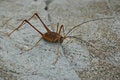 Free Cave Weta Royalty Free Stock Photography - 1386337