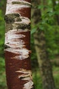 Free Injured Birch Stock Images - 1387614