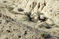 Free Desert With Two - Ananas Like Palms Stock Photography - 1389532