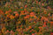 Free Fall In The Hudson Valley Stock Image - 1381291