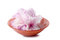 Free White Azalias In A Red Glass Bowl With Clipping Path Stock Photography - 1383922