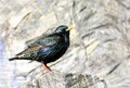 Free Starling Stock Photography - 13836792