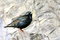 Free Starling Stock Photography - 13836792