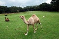 Free Animal Wisdom Stock Photography - 1390712