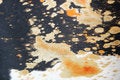 Free Fur Skin Royalty Free Stock Photo - 1391925