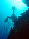 Free Diver And Coral Stock Photos - 1396543