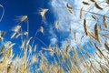 Free Rye Field In Late Summer1 Stock Image - 1396601