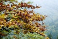 Free Tree In The Fall Season Royalty Free Stock Photography - 1398237