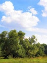 Free Summer Forest Stock Image - 1398671