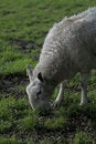 Free Sheep Feeding Stock Images - 1398684