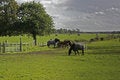 Free Horses On Farmland, Wirral, England Stock Photos - 1398783