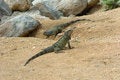 Free Iguana 25 Stock Images - 1399384