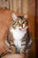 Free Cat Speaker Royalty Free Stock Images - 1396059