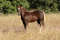 Free Chestnut Colt Royalty Free Stock Images - 1396529