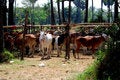 Free Cow Crowd Royalty Free Stock Images - 13903859