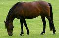 Free Horse Royalty Free Stock Photography - 144227