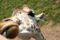 Free Friendly Giraffe Stock Photography - 145292