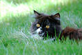 Free Cat In The Grass Royalty Free Stock Photography - 146427