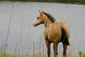 Free Colt At Shore Royalty Free Stock Photo - 149945