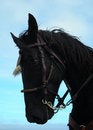 Free Horse Muzzle Royalty Free Stock Photo - 1400665