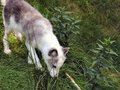 Free Arctic Fox Pup Royalty Free Stock Photography - 1400727