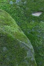Free Moss On Sandstone Royalty Free Stock Photos - 1402348