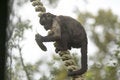 Free Monkey Mother Royalty Free Stock Photo - 1405075