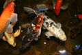 Free Exotic Fish, Japan Koi Royalty Free Stock Image - 1405336