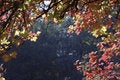 Free Natural Border Royalty Free Stock Photography - 1406217