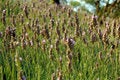 Free Lavender Field Stock Images - 1409634