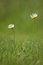 Free Two Daisies Stock Photo - 1400790