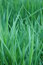 Free Long Grass In A Field Stock Photos - 1402043