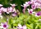 Free Bee In Flower Stock Photos - 14057173