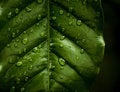 Free Water Drops On A Leaf Royalty Free Stock Photography - 14073547