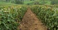 Free Vineyard Royalty Free Stock Photo - 1411505