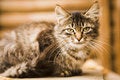 Free Serious Grey Rural Cat Stock Photos - 1412493